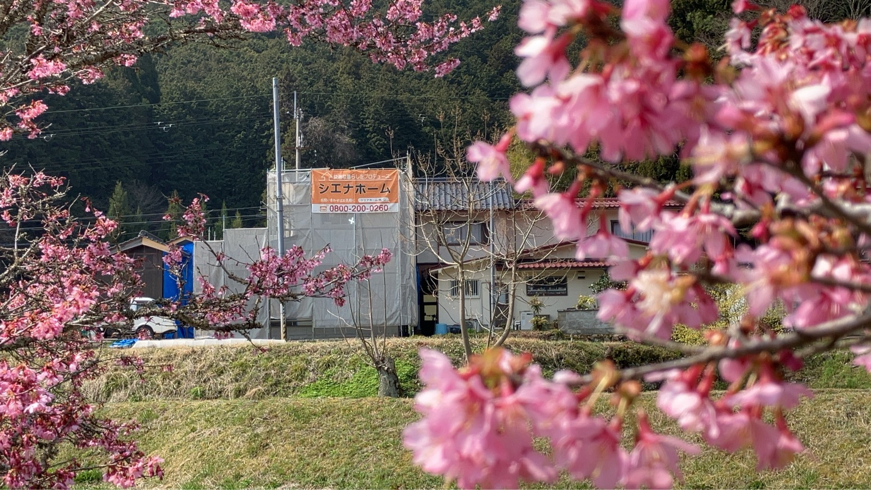 篠山市より桜の便りいただきました♪